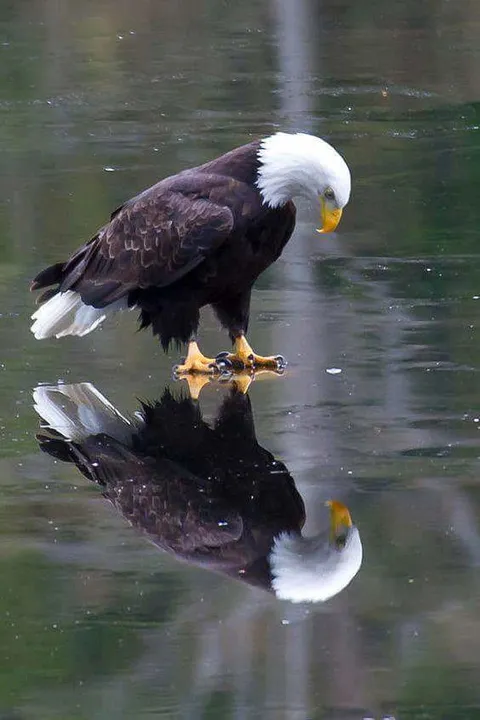 PsBattle: Bald Eagle over ice