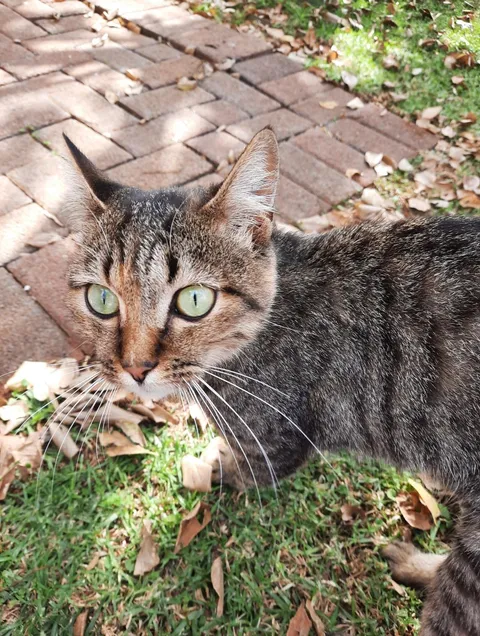 My handsome boy, he goes by the name El Gato