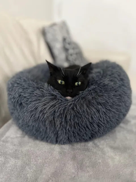 Our baby, Charlotte - I think she likes her new bed