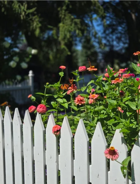 Second year cottage garden