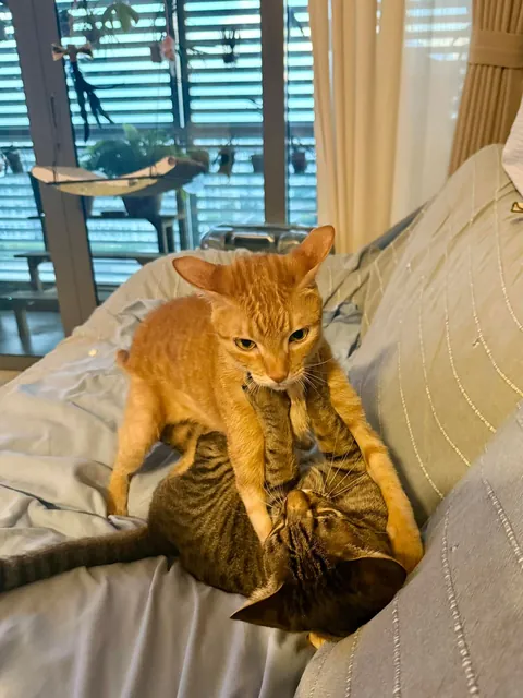 Orange: “I love you, bro.”
Tabby: “Then stop sitting on my face.” 😂
