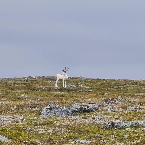 🔥 In old Sami beliefs, white reindeer were often said to come from the spirit world, and a person that owned lot of white reindeer were said to have deep connections to the spirit world 