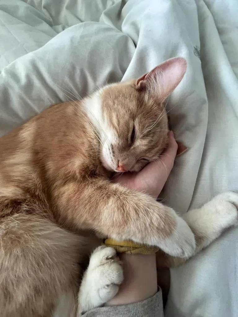 can everyone show me who my Eddie boy is in heaven with ?