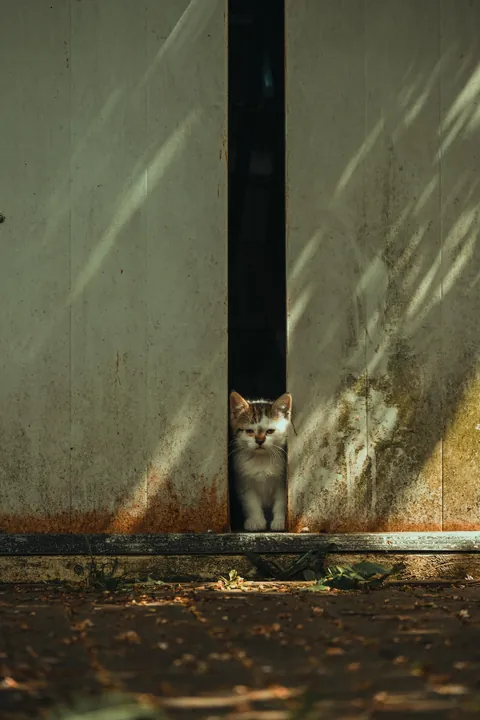 ITAP of a stray