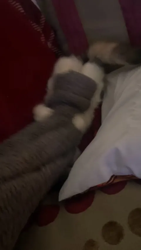 Is my kitten playing or being aggressive with me?