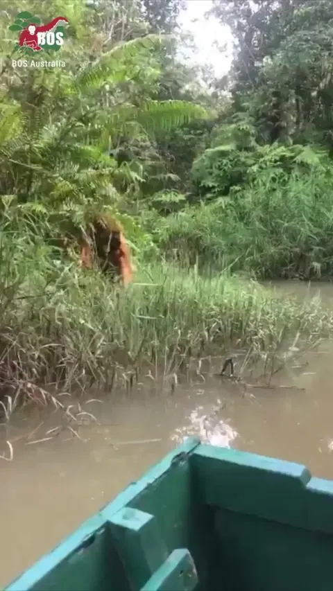 Imagine seeing this majestic creature in the wild.