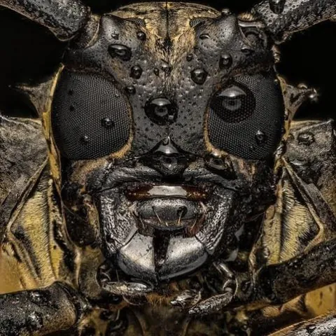A close-up shot of a Longhorn beetle's face