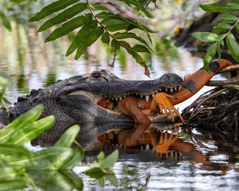 Alligator Devouring Iguana for Lunch