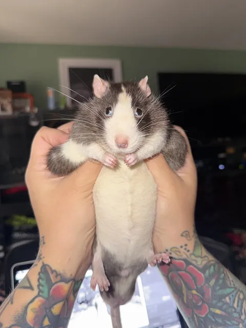 Easy foraging toy for elderly rat?