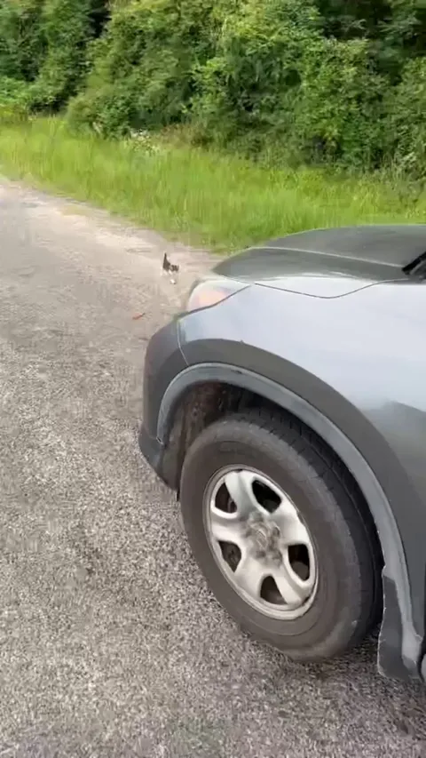 Man stops to rescue kitten, gets ambushed by platoon
