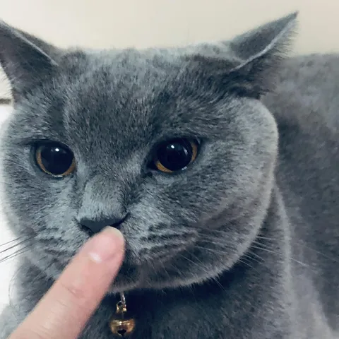 She's cute. So I boop her every day. Because I can.