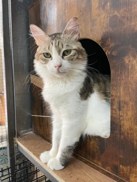 Weekly shelter volunteer: cleaner, not feeder
