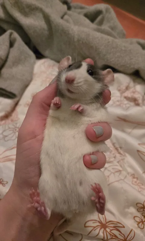 Olive likes to lay in my palm now :)