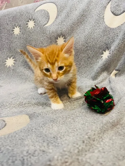 Why is he so beautiful