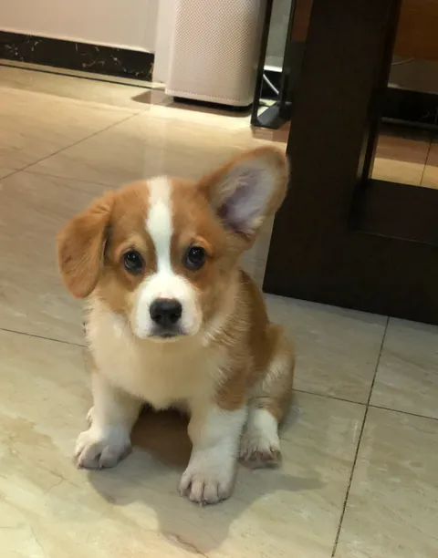 Baby Corgi , Ear update: 50% installed ✅