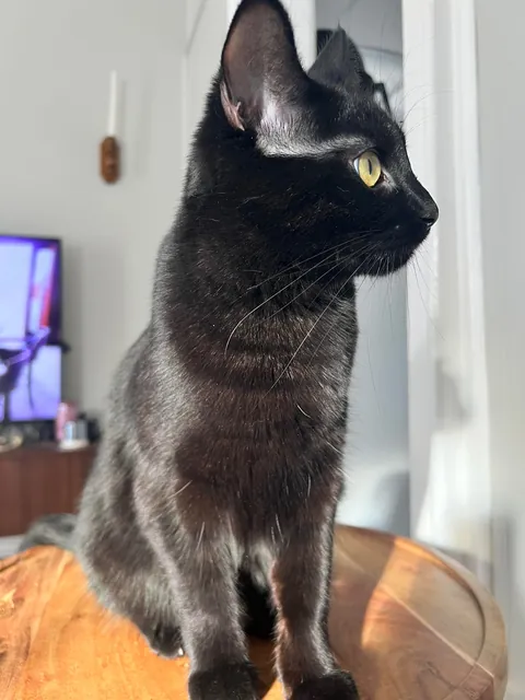 The vet called him chubby