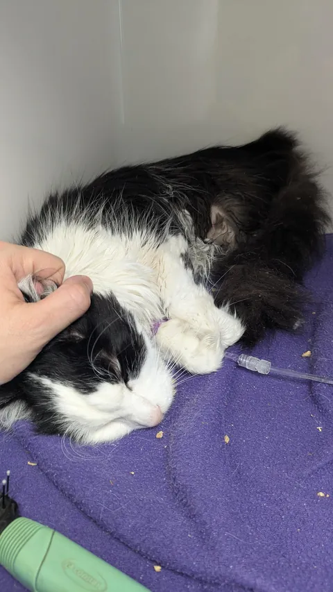 Goodbye, my sweet brush-loving boy