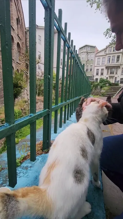 Stray cats in turkey