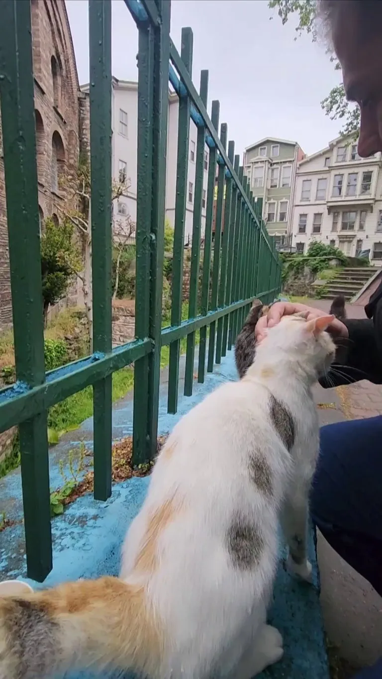 Stray cats in turkey