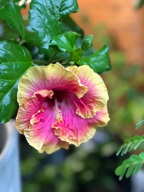 Pink Lemonade Hibiscus