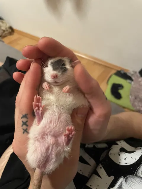 Meet Bean, the best dwarf rat in the world! (1,5yo)