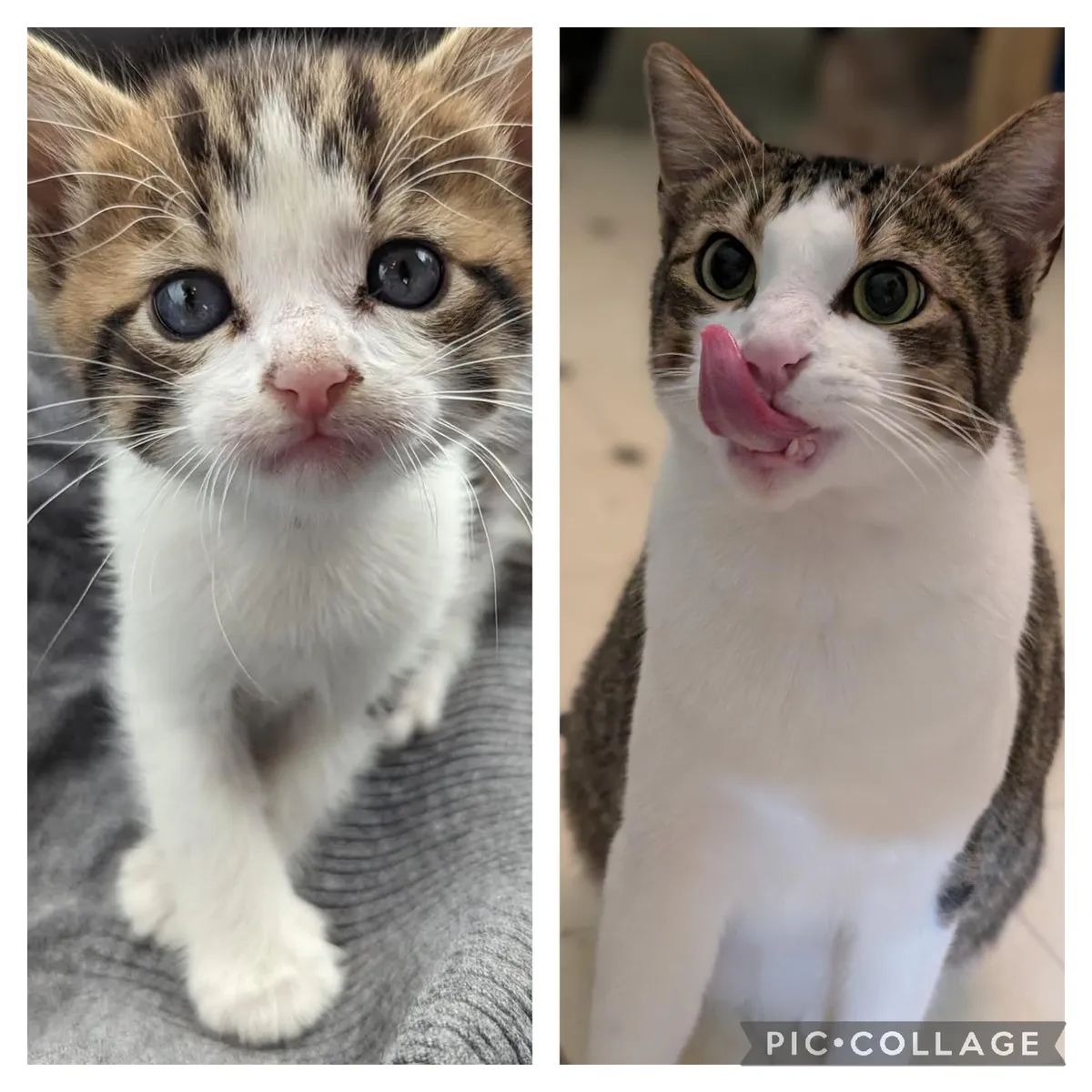 2 years ago the cat distribution system gave us Edgar Allen Paw