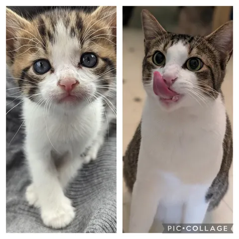 2 years ago the cat distribution system gave us Edgar Allen Paw