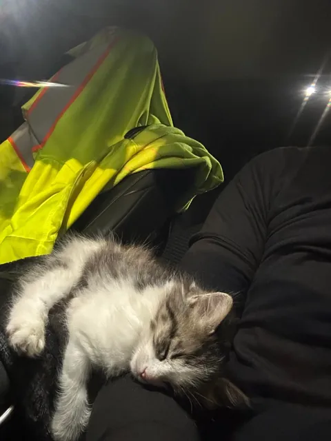 Founds this little one all alone in a parking lot a few days ago. She’s too cute and sweet.