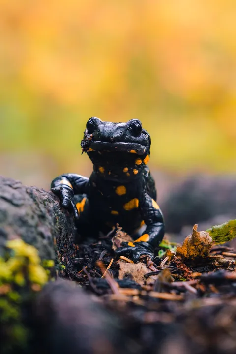 ITAP of a fire salamander 