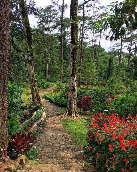 This is from the Botanical Garden in Baguio, Philippines. Looks more heavenly in person