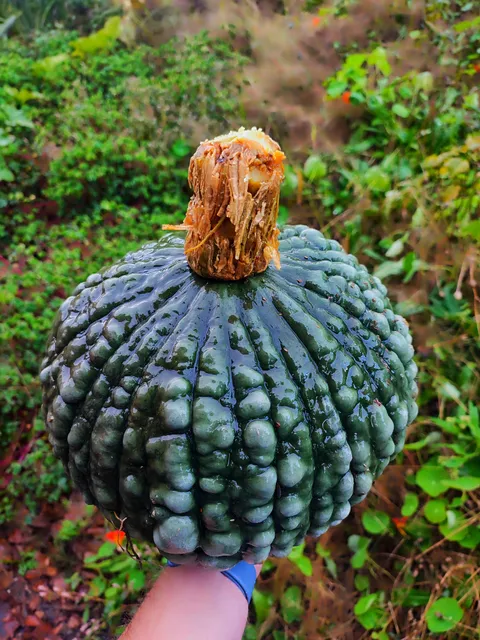 Troll's Egg pumpkin 