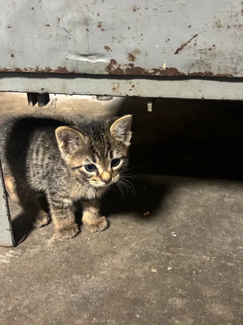 Meet our new kitten, Lugnut.