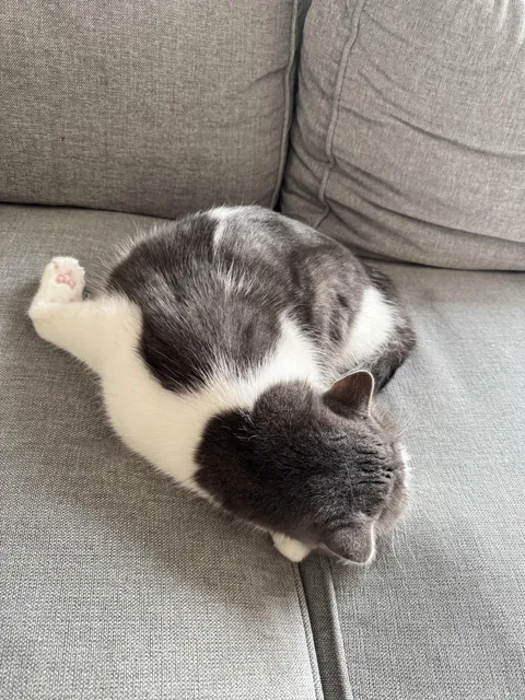 Is it normal for cars to lay like this?