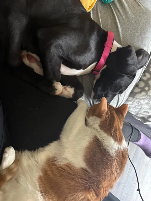 Our cat is so happy to have a friend again!