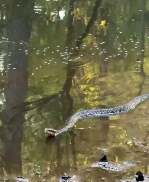 🔥Gliding cottonmouth/water moccasin