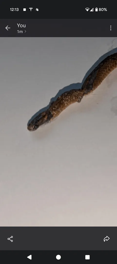 My indoor cat vomited up a snake