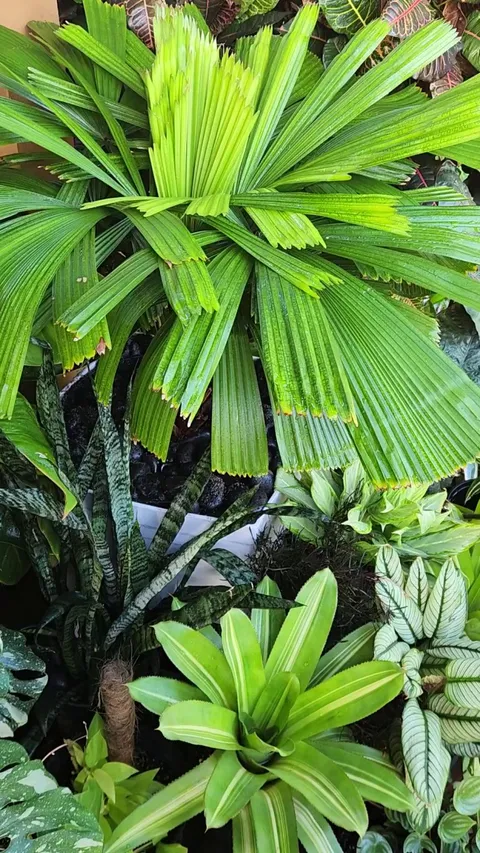 Every time I water this palm, these ants come storming out all pissed off. What's going on? Are they good/bad?