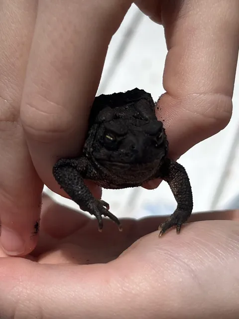 Daughter found this unusual toad. He looks angry.