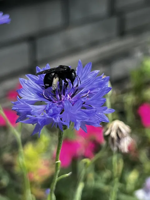 Visited by a BLACK honeybee this morning!