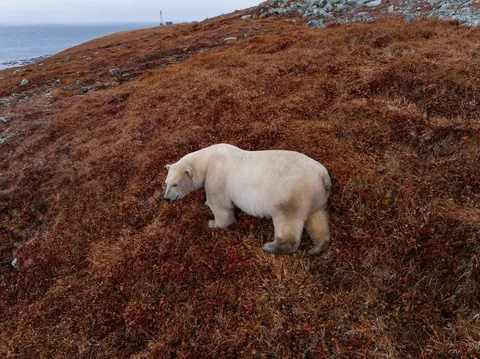 Polar bears captured on camera inhabiting old Russian research station (from Associated Press)