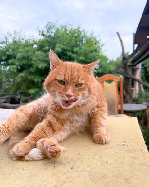 Yolanda is always so happy when I visit her at the cat hospice. Other hospice cats are included