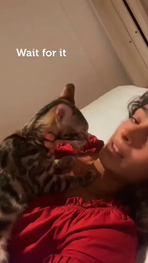 Cat shows affection for its human