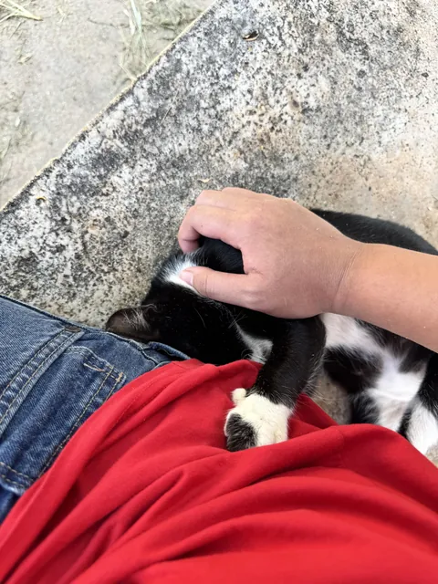 I was chilling by the beach when this little guy decided to nap with me