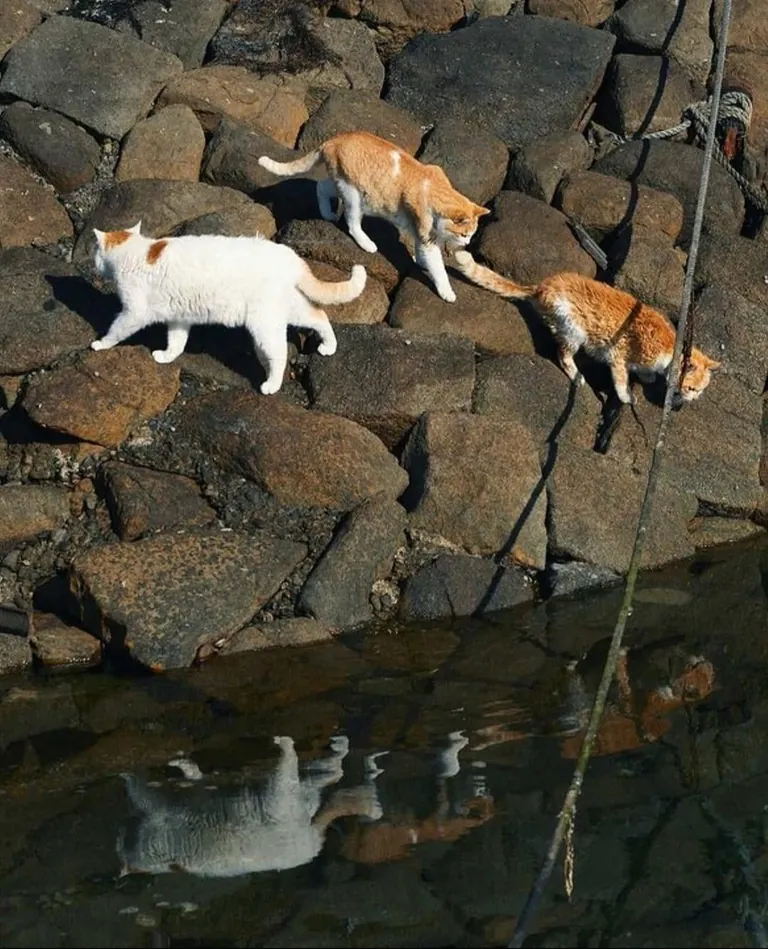 Cat island in japan, give it a scroll!