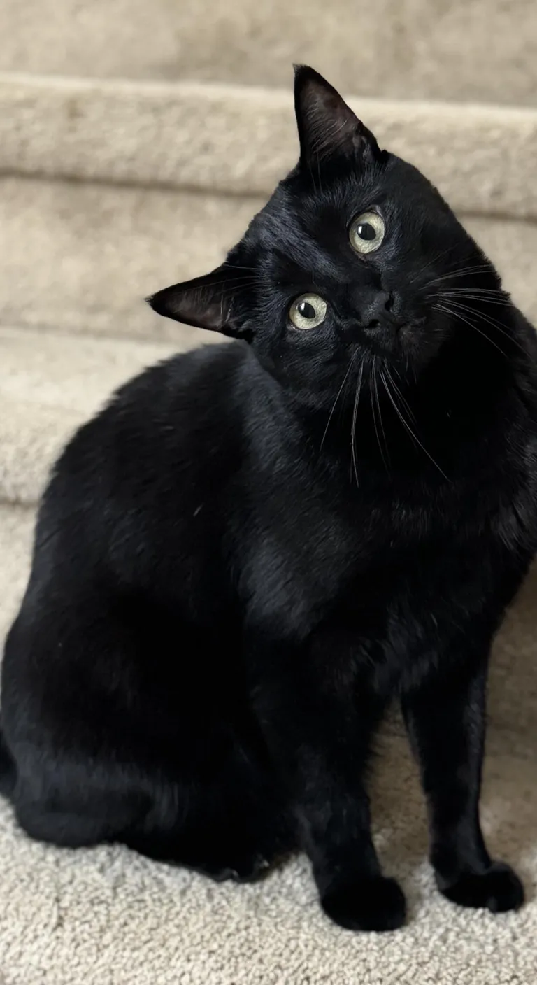 His name is egg 🥚