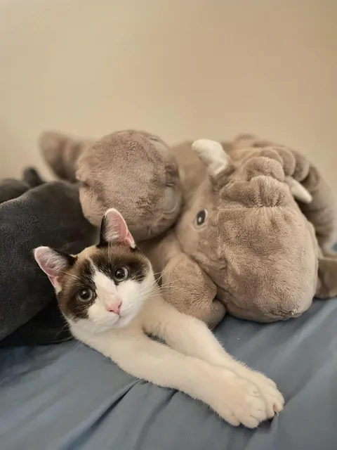 Drop your cats in their silliest positions !!!!