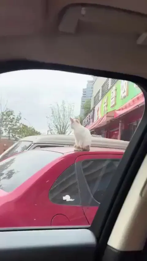 This guy just "kidnapped" a lonely stray kitten