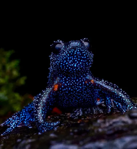 🔥 Nature's Cosmic Canvas: Behold the Mesmerizing Galaxy Frog