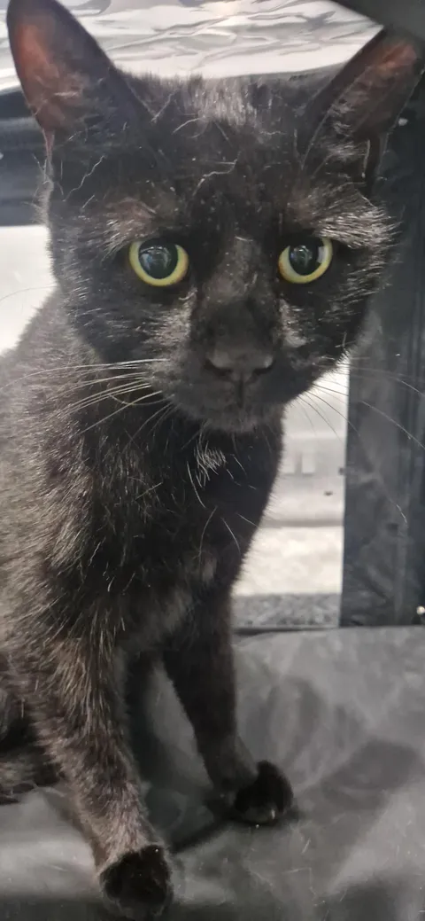 Just said goodbye to my cat and now I'm second guessing my decision