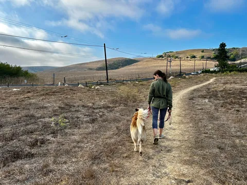 Celebrating two years with Snacks, our big goofy rescue dog